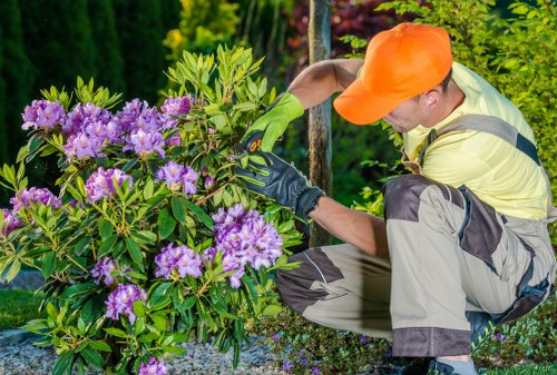Professional tree surgery in North Sheen with a tree surgeon assessing a garden tree
