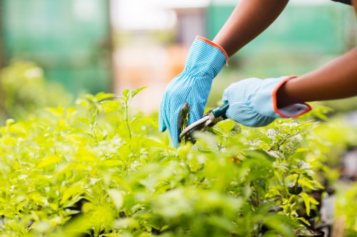 North Sheen gardeners improving lawns, shrubs, and borders