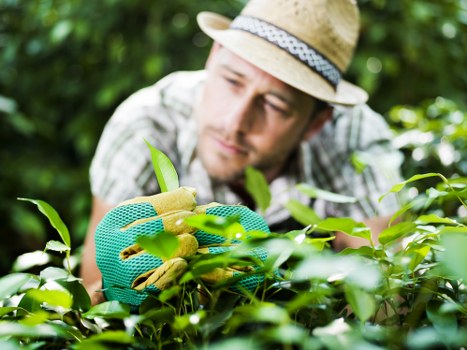 Free gardening quote process for a North Sheen property