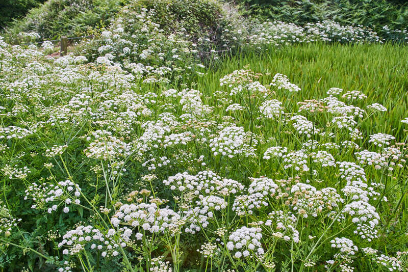 garden maintenance landscape design