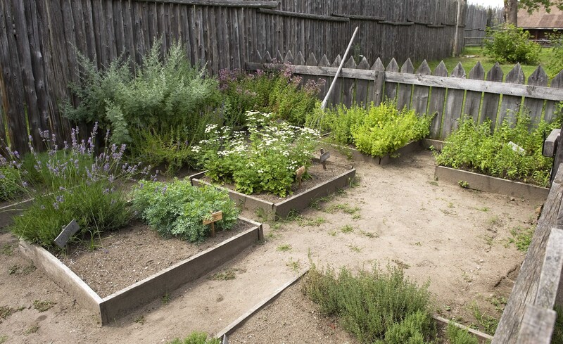 garden lawn